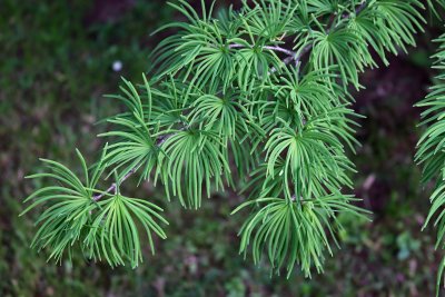 Pseudolarix amabilis - pamodřín půvabný - jehlice 1